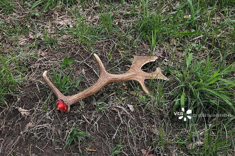 德国巴伐利亚Allgaeu新脱落的黇鹿角图片素材