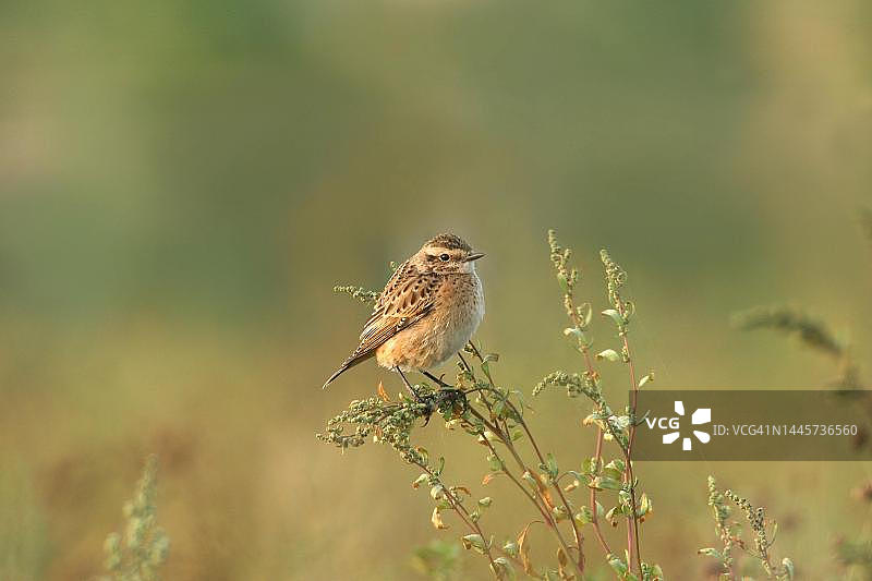 欧亚鸲（Saxicola rubetra）雌性，栖息于德国巴伐利亚阿尔高图片素材