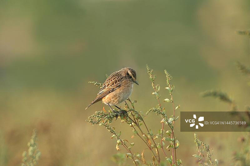 欧亚鸲（Saxicola rubetra）雌性，栖息于德国巴伐利亚阿尔高图片素材