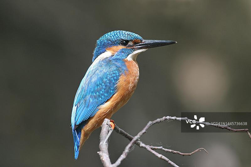 翠鸟栖息在水面之上的树枝上（德国巴伐利亚阿尔高）图片素材