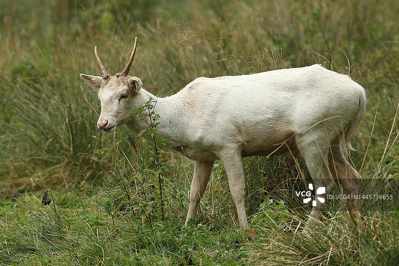 德国巴伐利亚阿尔高，一岁白黇鹿图片素材