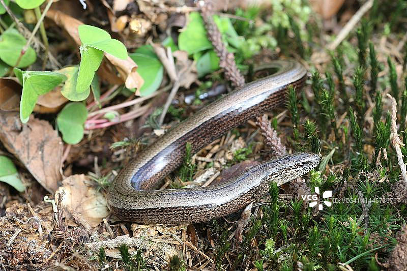 欧洲蛇蜥在森林地面爬行，德国巴伐利亚图片素材