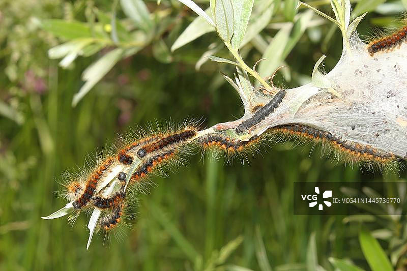 小毛虫及其虫网，德国巴伐利亚图片素材