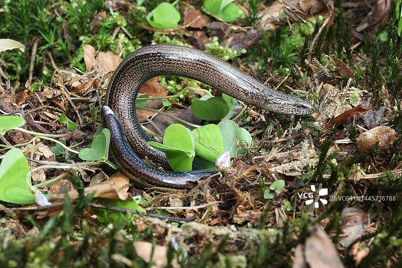 弓着身装死的欧洲蛇蜥，德国巴伐利亚图片素材