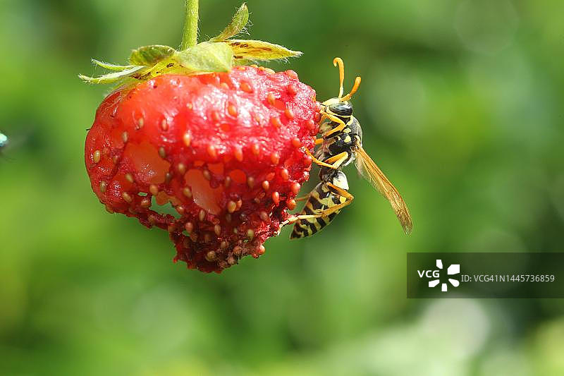 胡蜂在成熟草莓上觅食图片素材