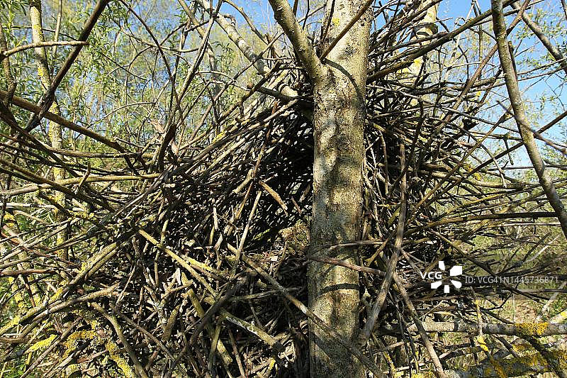 喜鹊在柳树上的巢图片素材