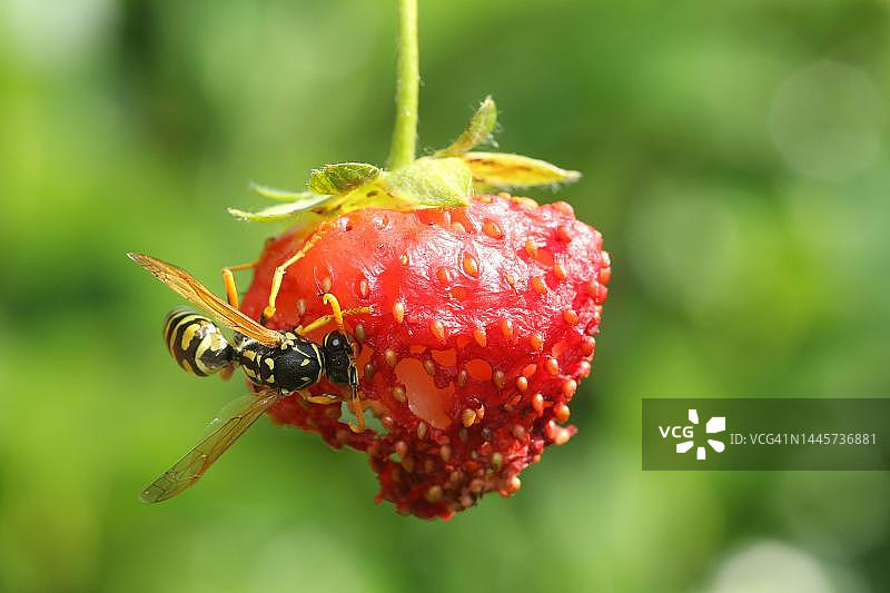 胡蜂在成熟草莓上觅食图片素材