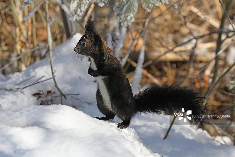 雪地里的黑色松鼠（Sciurus），阿尔高，巴伐利亚，德国图片素材