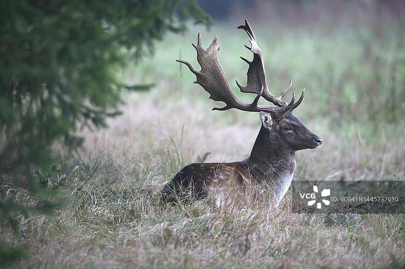 黇鹿在森林边缘休息（德国巴伐利亚阿尔高）图片素材