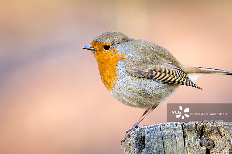 欧洲罗宾(红心rubecula)图片素材
