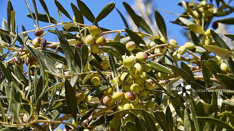 橄榄，树上的绿色橄榄，近距离，西克里特岛，希腊克里特岛图片素材