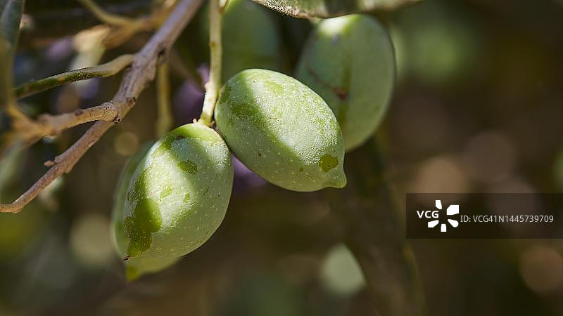 橄榄树上的青橄榄，克里特岛最古老的橄榄树图片素材