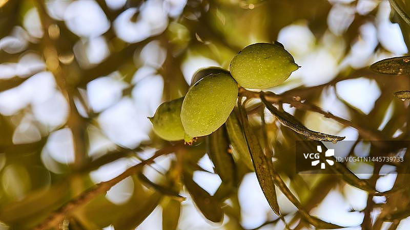 橄榄树上的青橄榄，克里特岛最古老的橄榄树图片素材