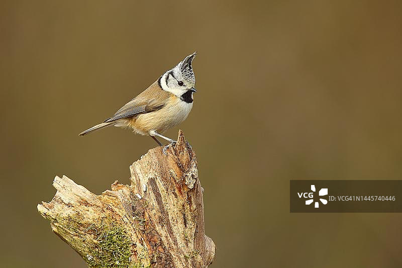 德国北莱茵-威斯特法伦树根上的凤头山雀图片素材