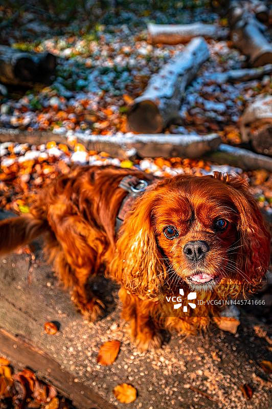 德国下萨克森州汉诺威市：站在树干上的骑士查理王小猎犬图片素材