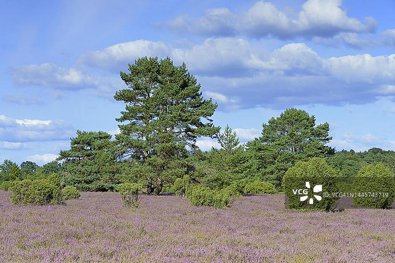 吕讷堡石楠草原自然公园的石楠地、杜松林和松树图片素材