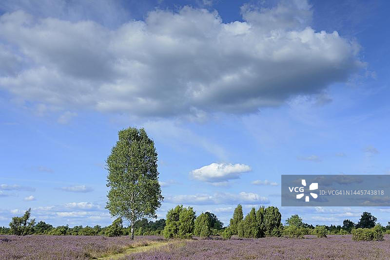 施马贝克杜松石楠地：桦树、杜松和帚石楠，德国下萨克森图片素材