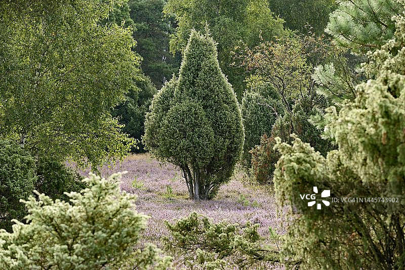 荒地,奥伯罗尔海德,普通杜松(Juniperus communis),奇特的生长形态,开花的普通石楠花(Calluna Vulgaris),南石楠自然公园,吕讷堡石楠草原,下萨克森州,德国图片素材