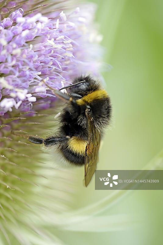 德国北莱茵-威斯特法伦，续断花序与大熊蜂图片素材