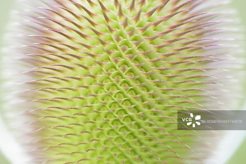 德国北莱茵-威斯特法伦州，开花前野生续断（Dipsacus fullonum）的特写图片素材