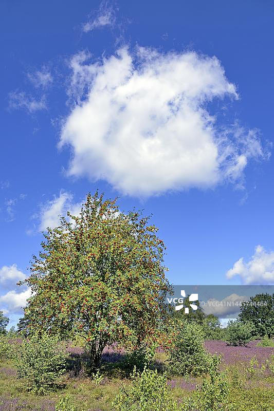 维策山荒地，欧洲花楸和欧石楠，吕讷堡石楠自然公园，德国下萨克森州图片素材