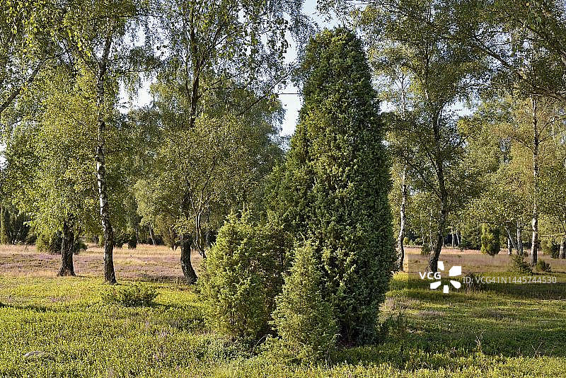 奥伯罗赫荒原，杜松和桦树，德国下萨克森州图片素材