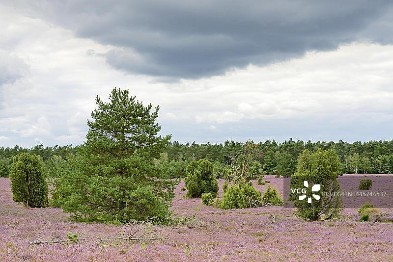 荒地,奥贝罗尔海德,普通杜松(Juniperus communis),松树(Pinus)和开花的普通石楠(Calluna Vulgaris),阴雨天空,南希德自然公园,吕讷堡海德,下萨克森州,德国图片素材