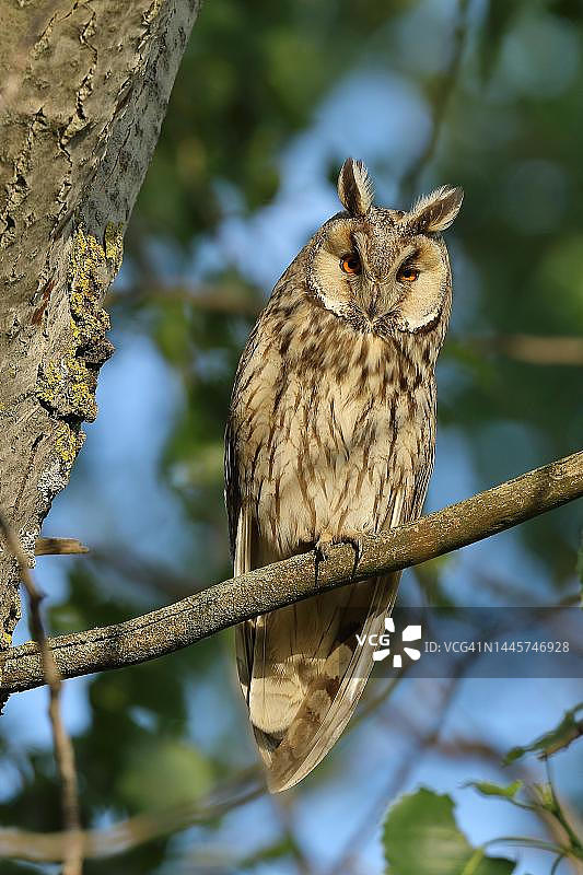 长耳鸮，栖息在树上，奥地利布尔根兰州图片素材