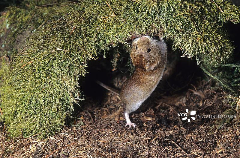 红背林鼠觅食，德国巴伐利亚州图片素材