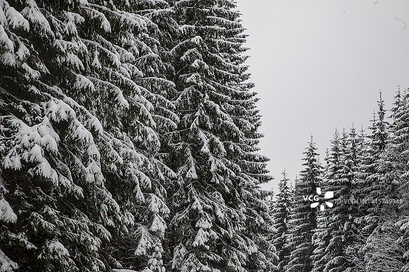 被雪覆盖的云杉图片素材