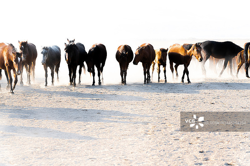 野马：伊尔基马，玉马图片素材