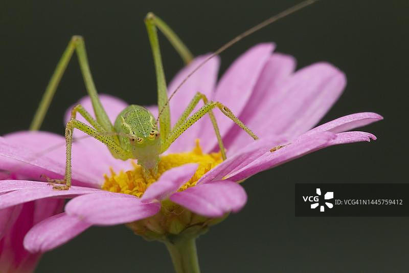 英国萨福克郡，宇宙花上的点斑灌木蟋蟀成虫图片素材