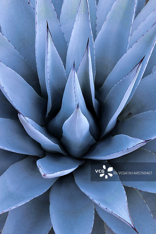 蓝色龙舌兰图片素材