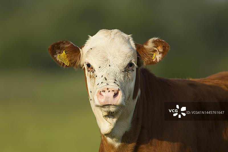 英国诺福克郡小牛动物肖像图片素材