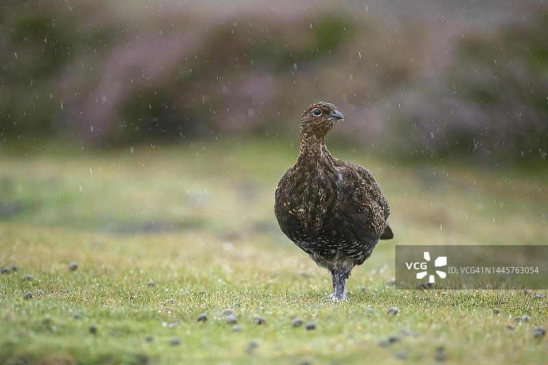 红色雷鸟在暴雨中 (苏格兰松鸡)，英格兰，英国图片素材