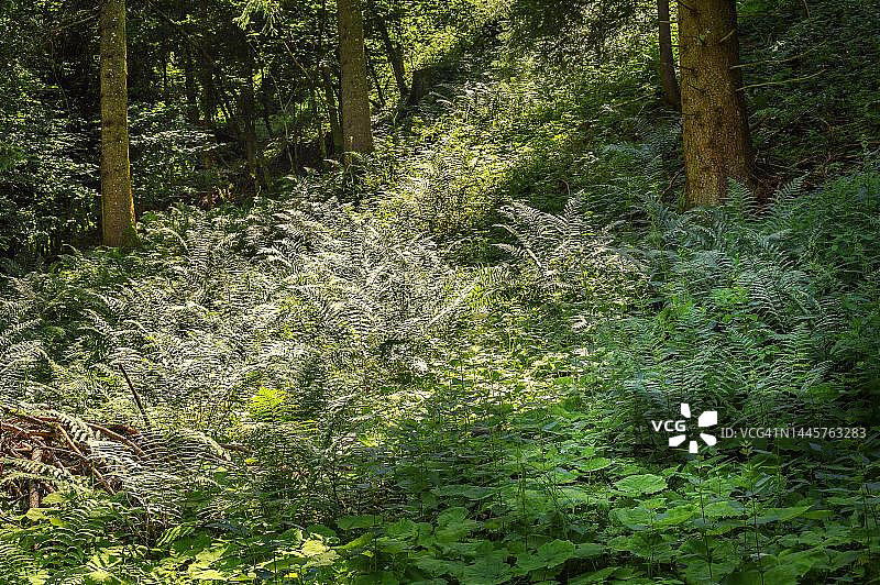 森林中的光照与森林中的观音座莲蕨，德国巴伐利亚阿尔高图片素材