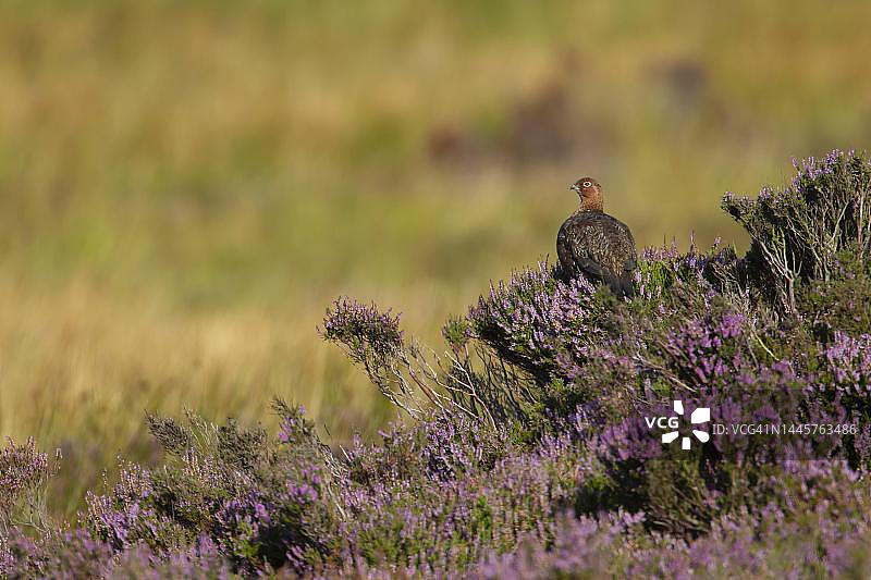 红松鸡在夏季荒原的开花石楠植物上，英国约克郡图片素材