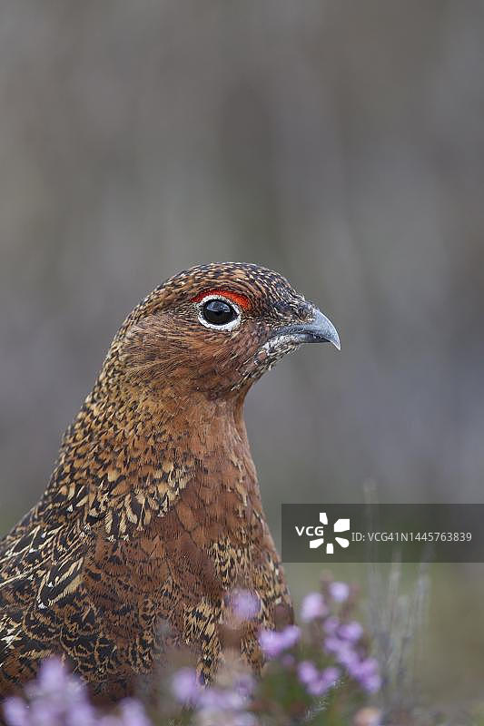 红松鸡（苏格兰松鸡）成年雌鸟头部特写，约克郡，英格兰，英国图片素材