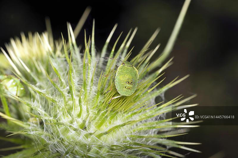 绿盾椿象栖息在蓟叶上，德国柏林图片素材