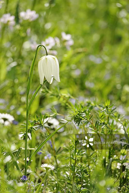 德国四月贝母花图片素材