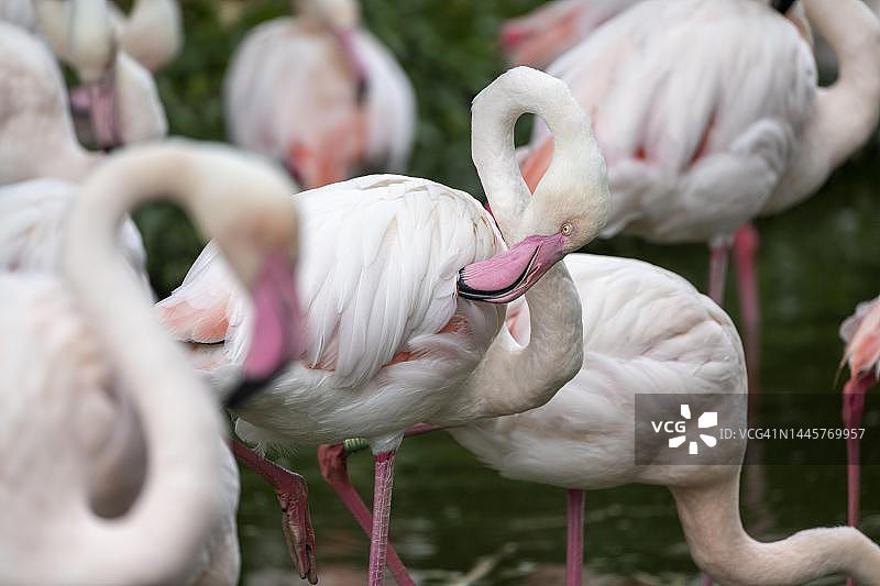 大红鹳（火烈鸟），圈养，美泉宫动物园，维也纳，奥地利图片素材
