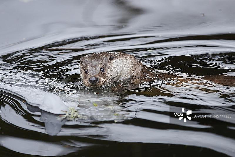 在冬季结冰的小湖中的欧亚水獭（Lutra lutra），德国巴伐利亚图片素材