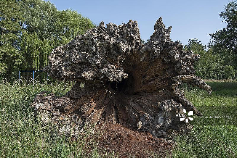 被连根拔起的橡树树桩，德国梅克伦堡-前波美拉尼亚图片素材