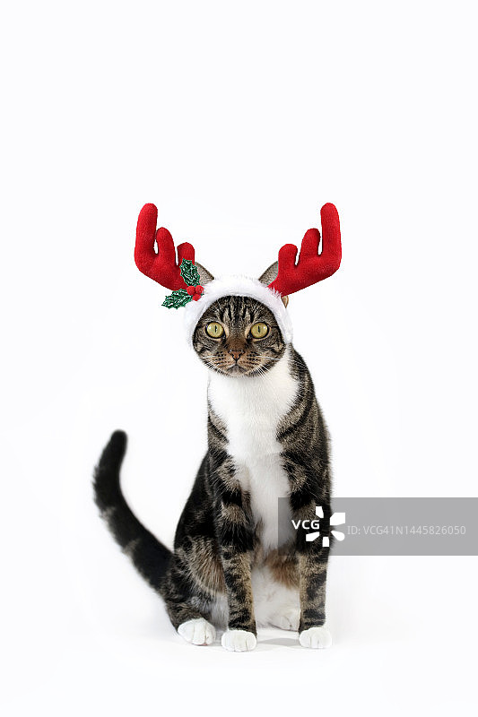 戴驯鹿角帽的圣诞猫白色背景素材图片素材