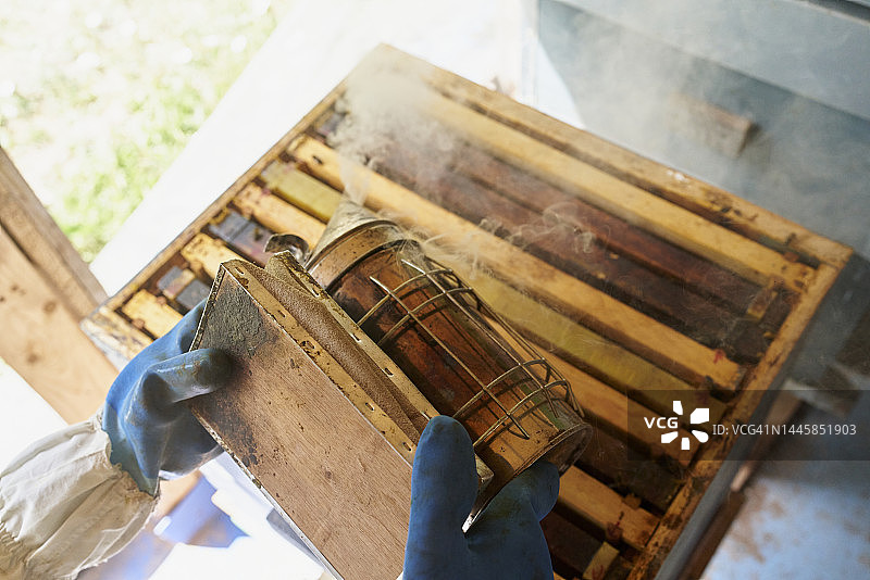 养蜂人使用烟雾控制蜂箱中的蜜蜂，戴着防护手套的特写镜头图片素材