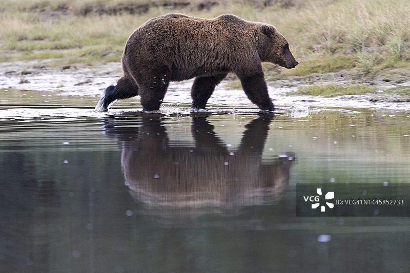 棕熊，又名灰熊图片素材