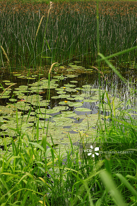 森林池塘水面上生长的黄色小睡莲花和叶子图片素材