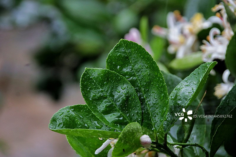 柠檬叶上的水滴图片素材