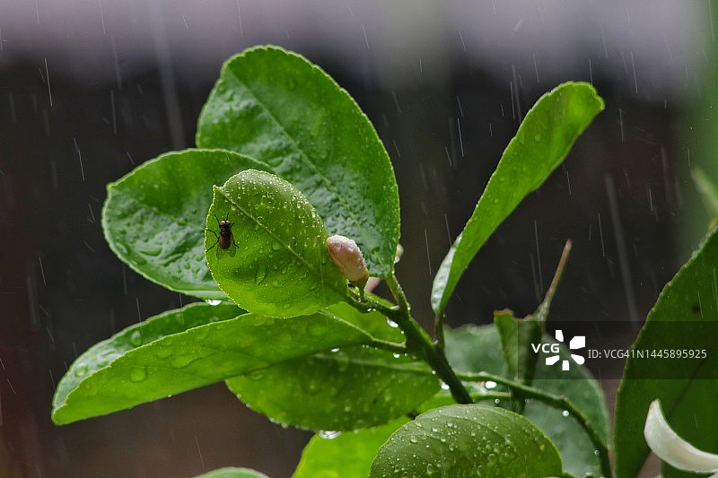 茂盛的柠檬叶图片素材