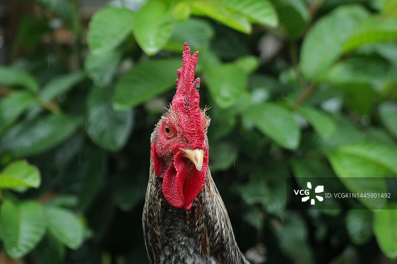 印度尼西亚田野上的公鸡特写图片素材